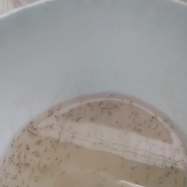 虾苗人工养殖种苗