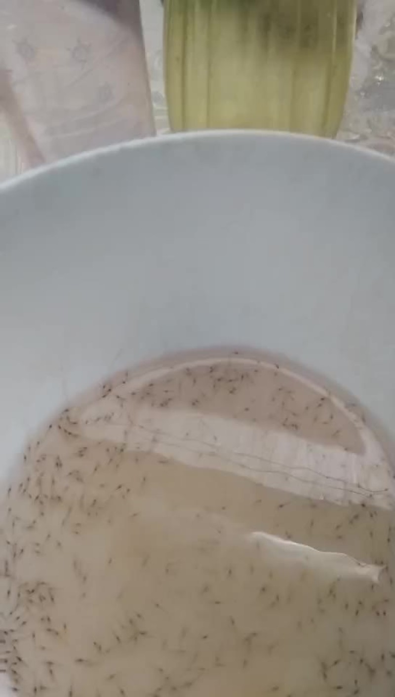 虾苗人工养殖种苗