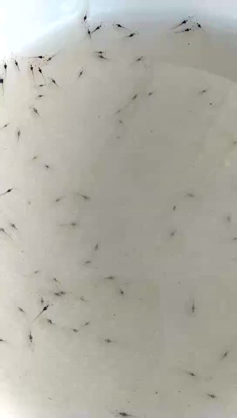 虾苗人工养殖种苗