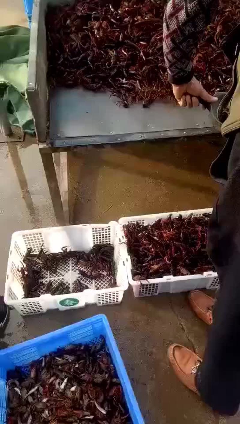 种虾种虾批发出售种虾