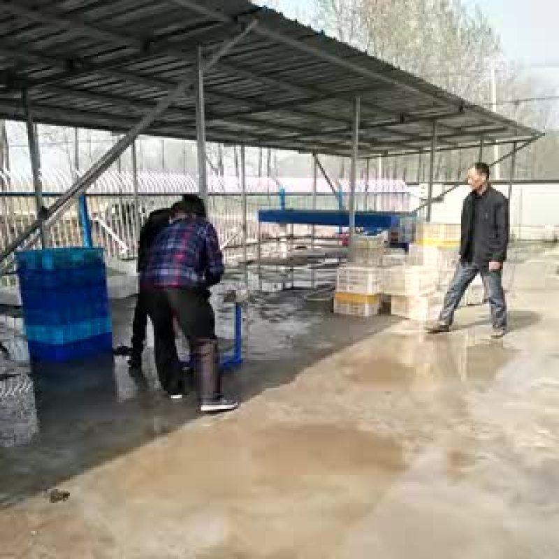 种虾种虾批发出售种虾
