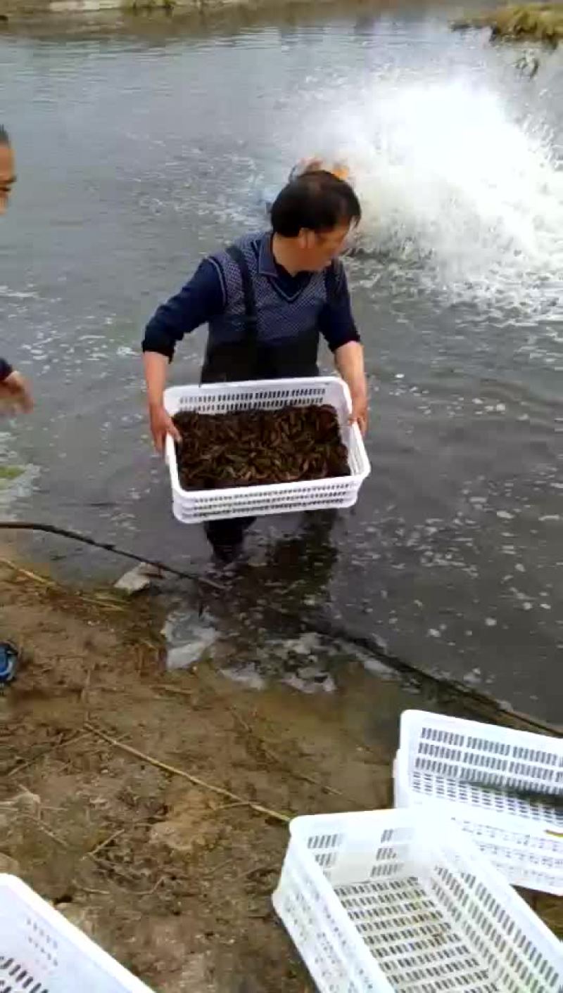 种虾种虾批发出售种虾
