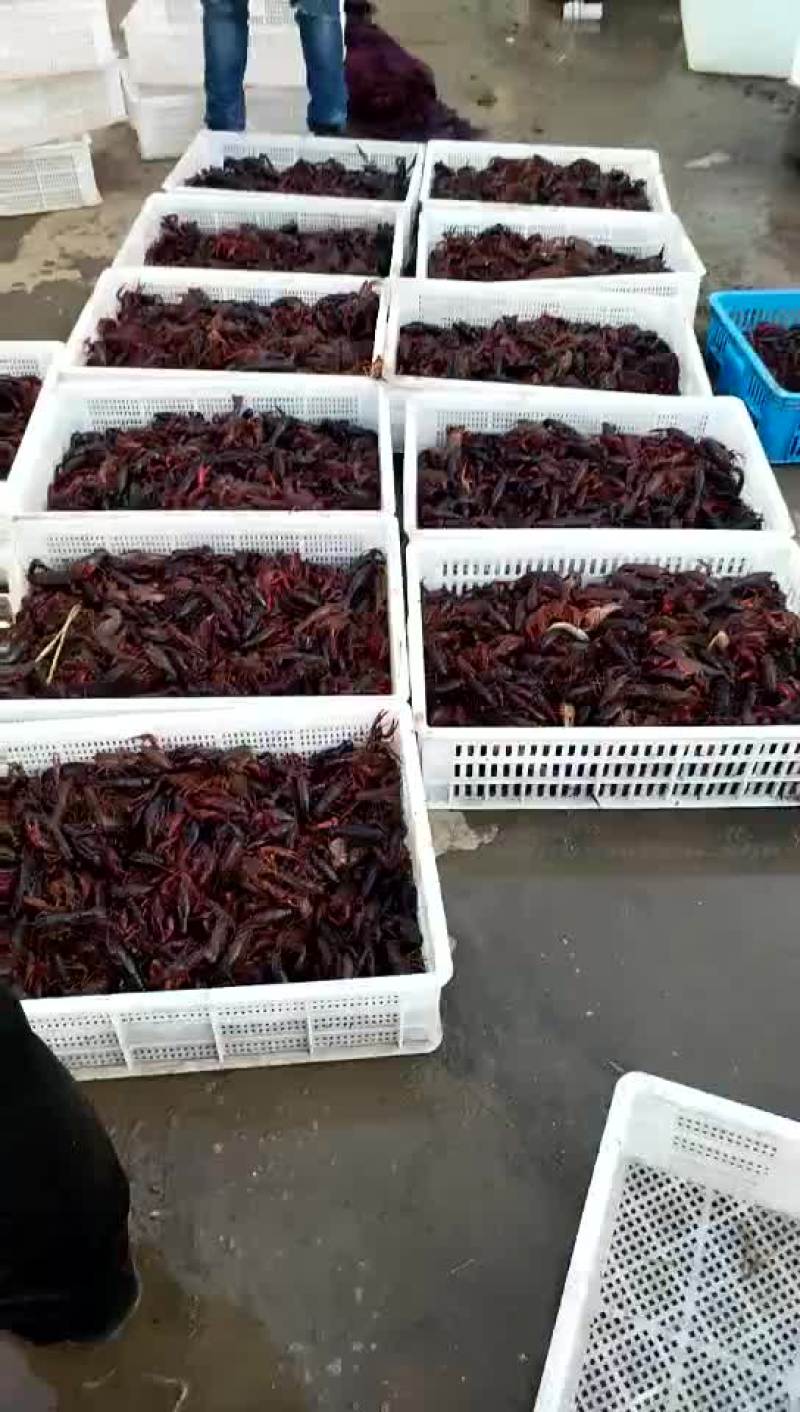 种虾种虾批发出售种虾