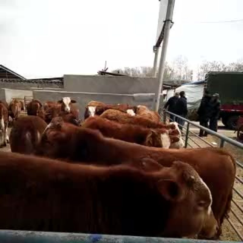 牛犊200~300kg