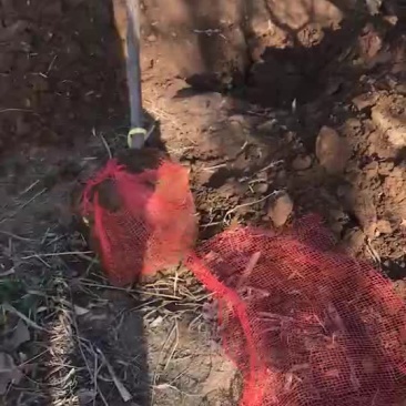 杏树