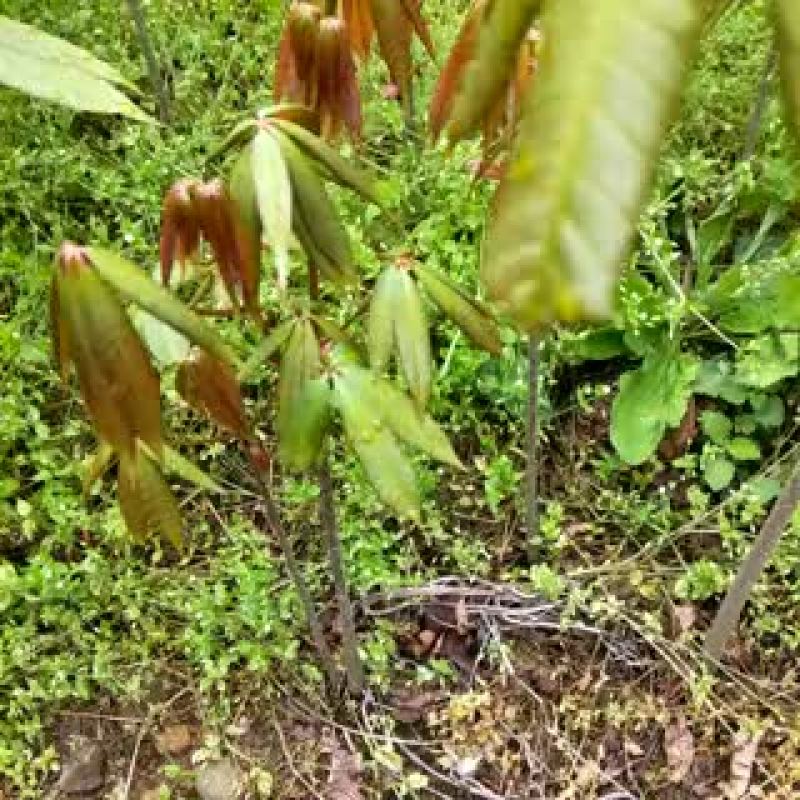 开心果树苗50~80cm