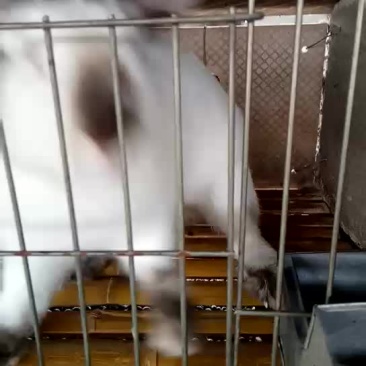 八点黑5斤以上种兔
