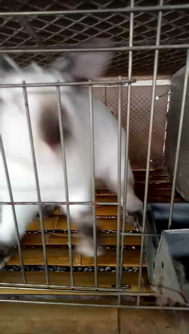 八点黑5斤以上种兔