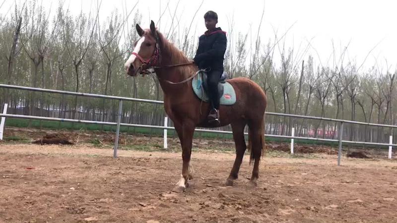 肉马600kg以上