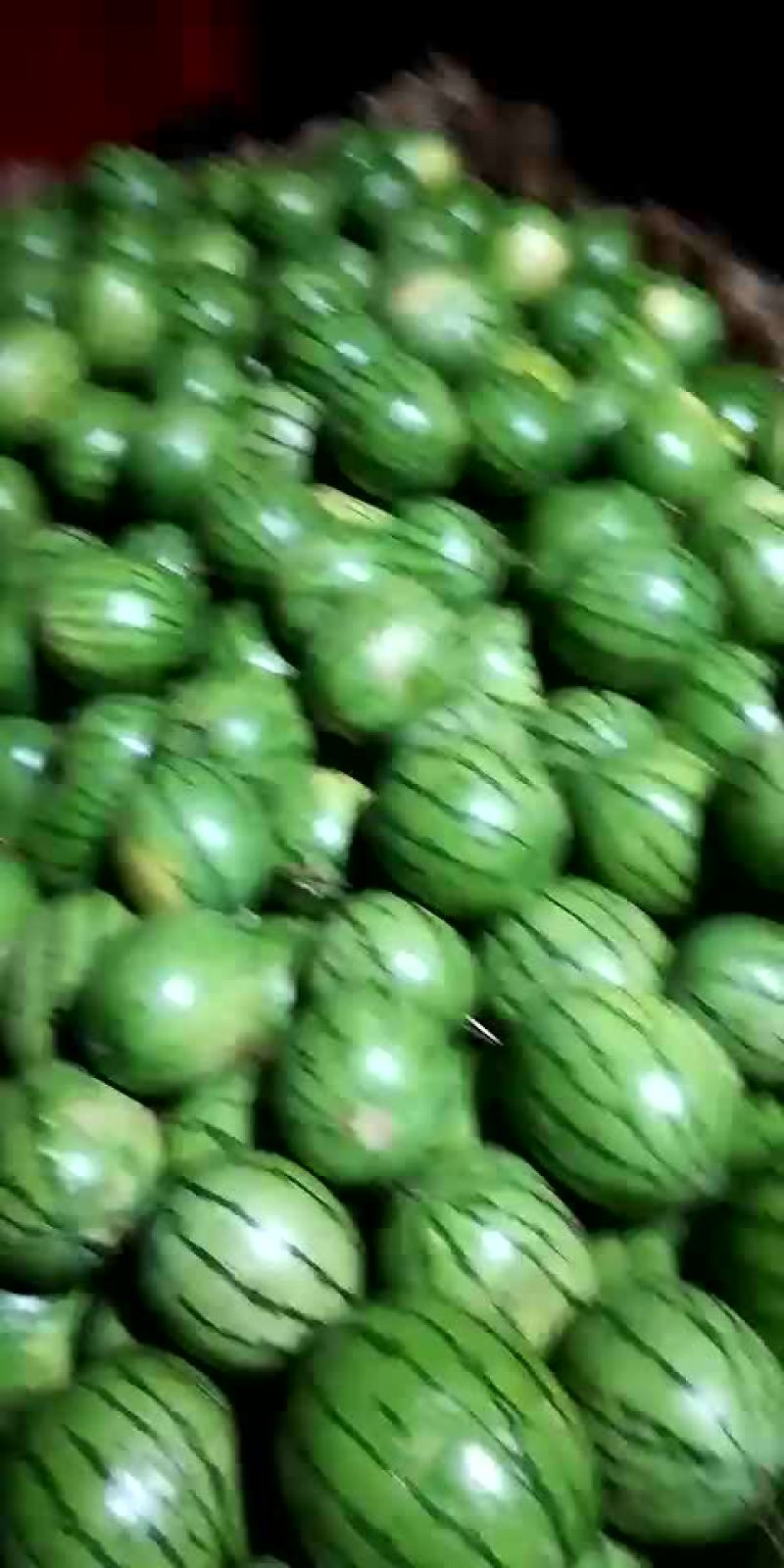 黑美人西瓜7斤打底8成熟1茬