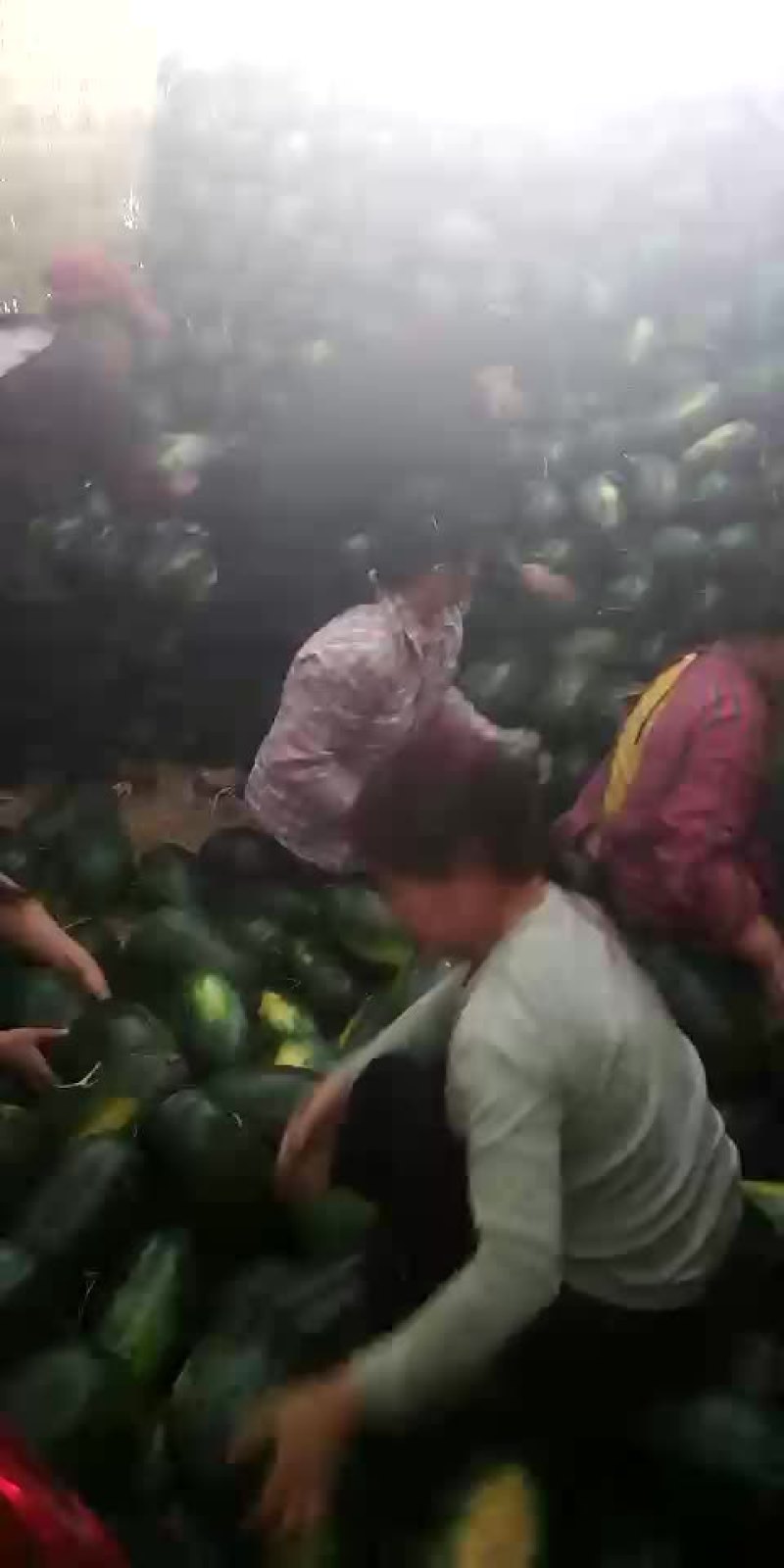 黑美人西瓜7斤打底8成熟1茬