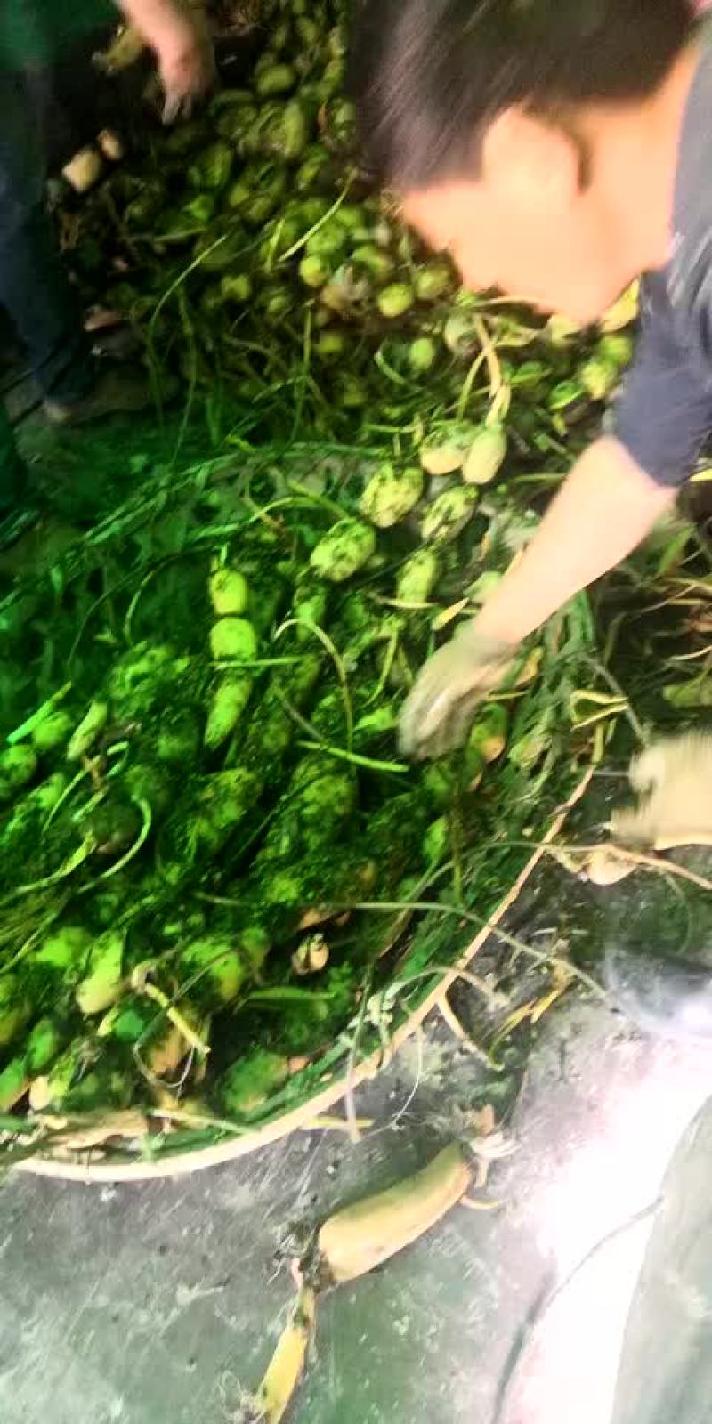 莲藕5~7厘米5~10厘米以上