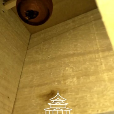 胡蜂平箱装