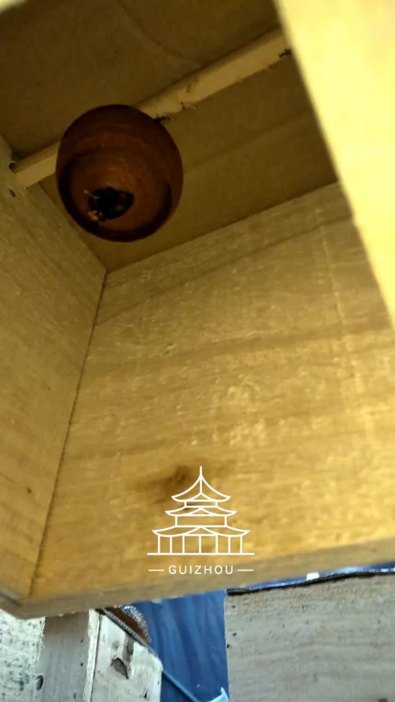 胡蜂平箱装