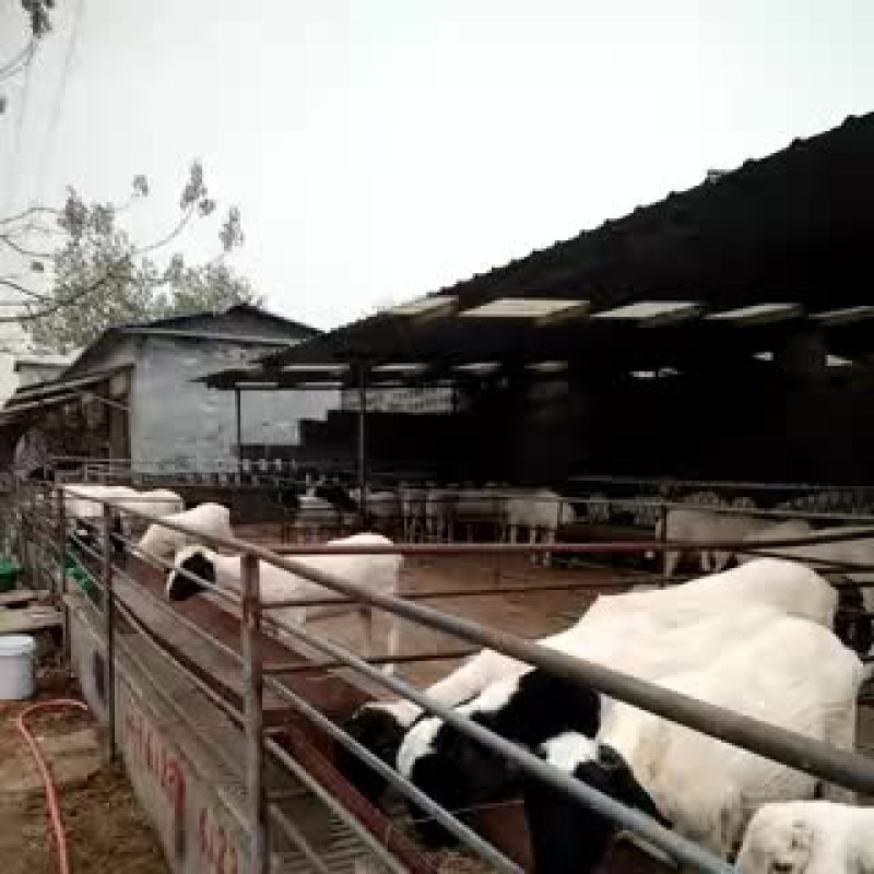 肉羊40~60斤/头