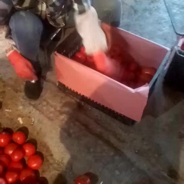 大红硬果弧三以上大红精品西红柿🍅货源充足质量优