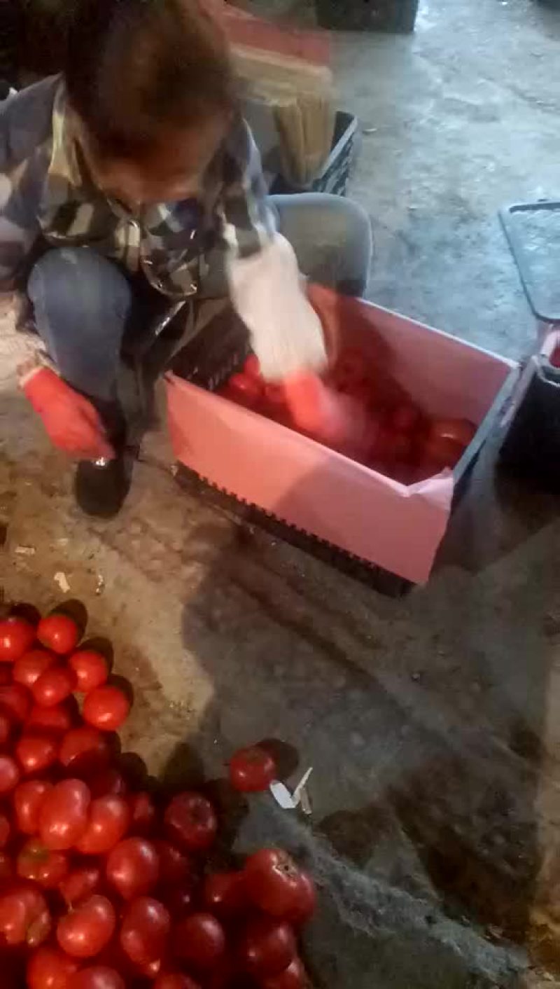 大红硬果弧三以上大红精品西红柿🍅货源充足质量优