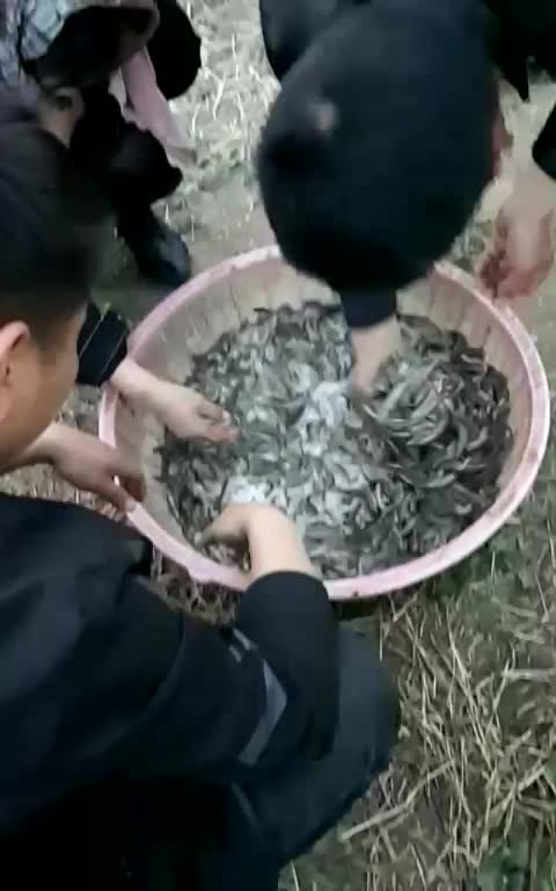 泥鳅苗统货