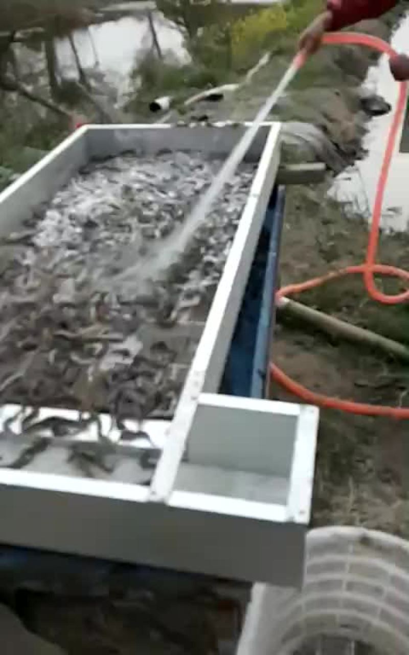泥鳅苗统货