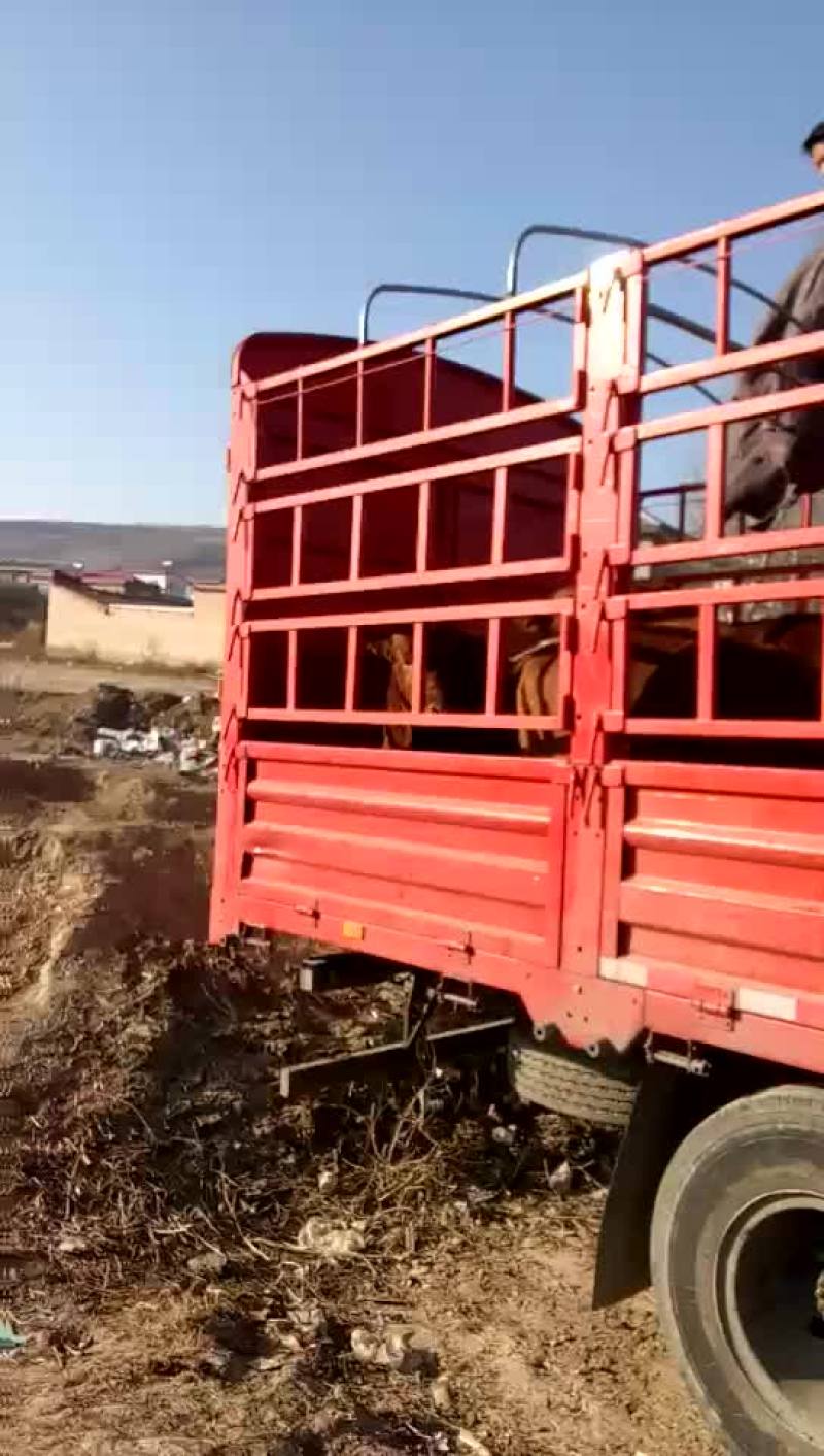 西门塔尔牛犊100~200kg