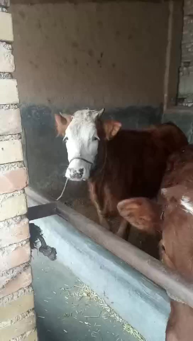 西门塔尔牛犊100~200kg