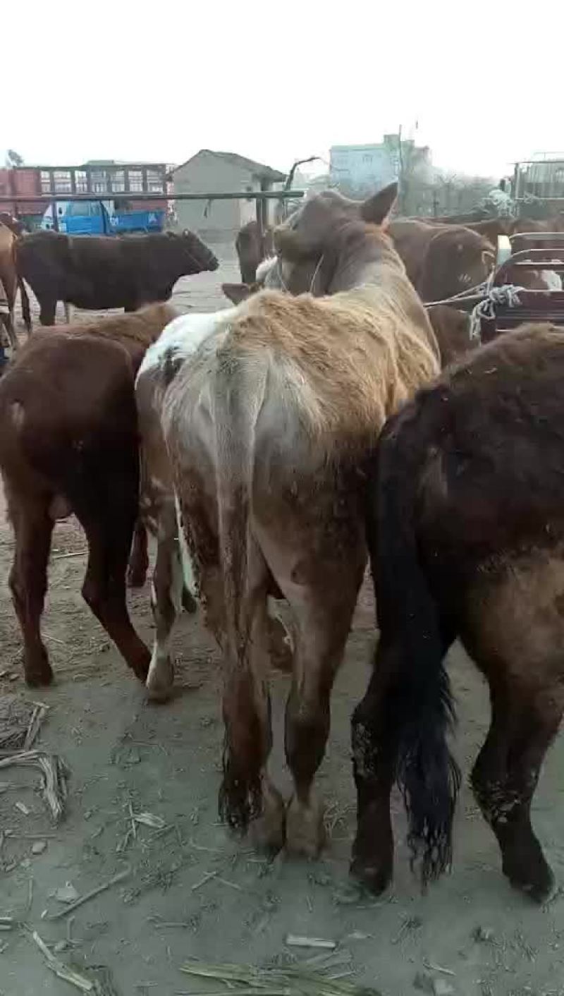 西门塔尔牛犊100~200kg