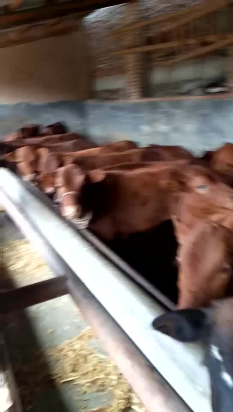 西门塔尔牛犊100~200kg