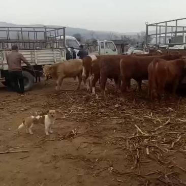 西门塔尔牛犊100~200kg