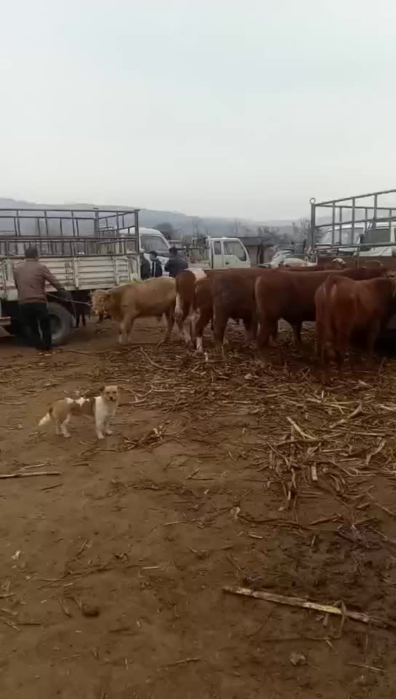 西门塔尔牛犊100~200kg