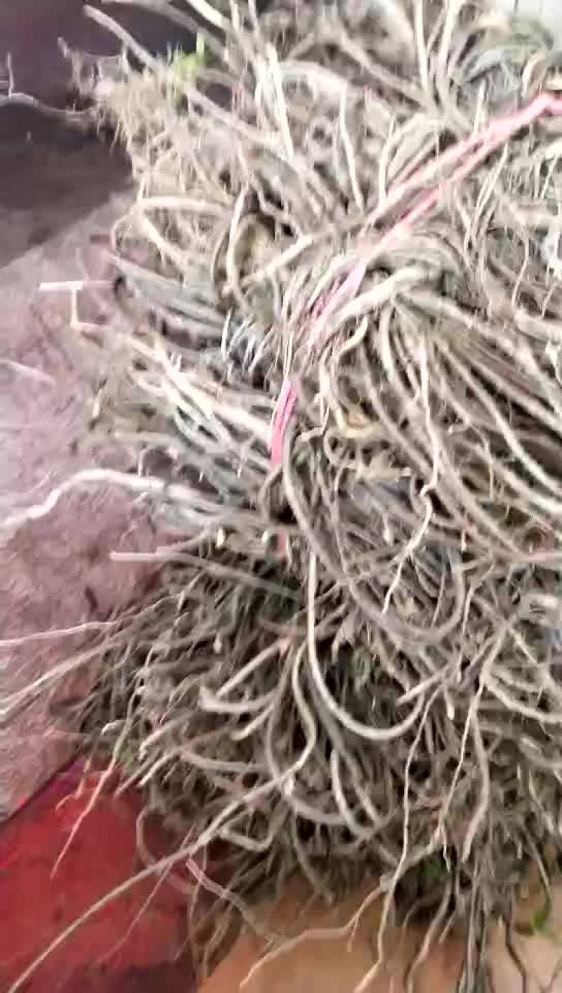 缬草满山香(风藤子)