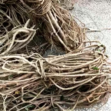 缬草满山香(风藤子)