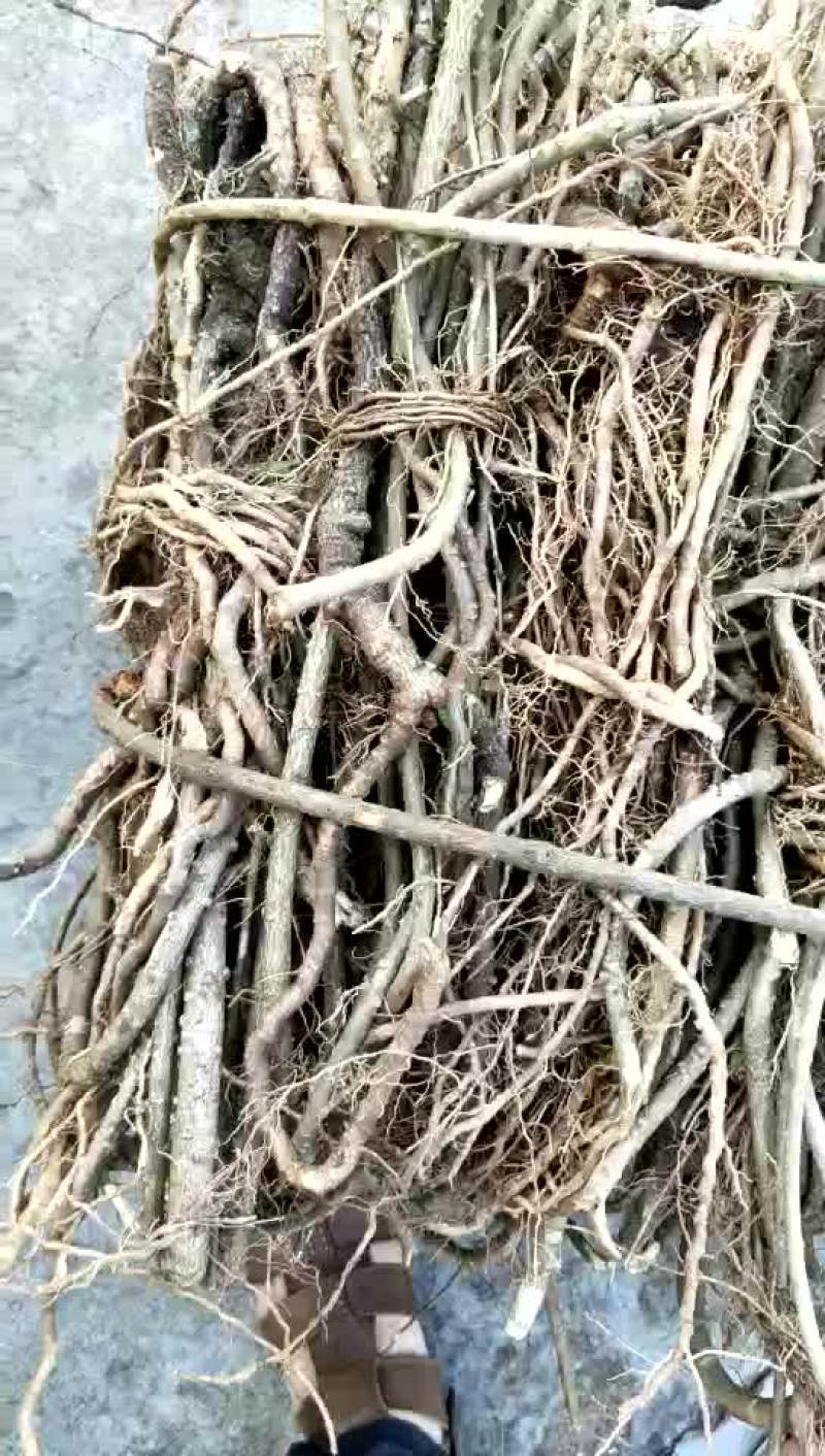 缬草满山香(风藤子)