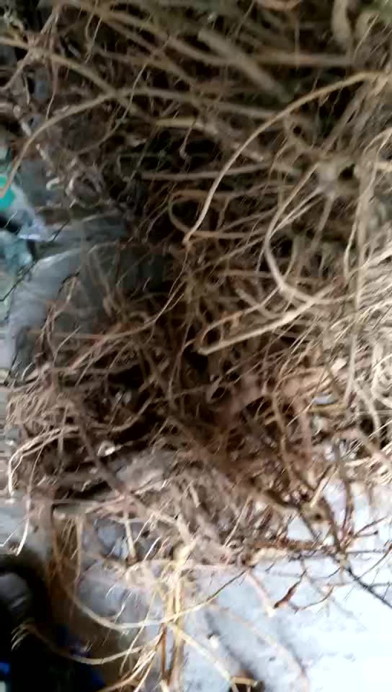 缬草满山香(风藤子)