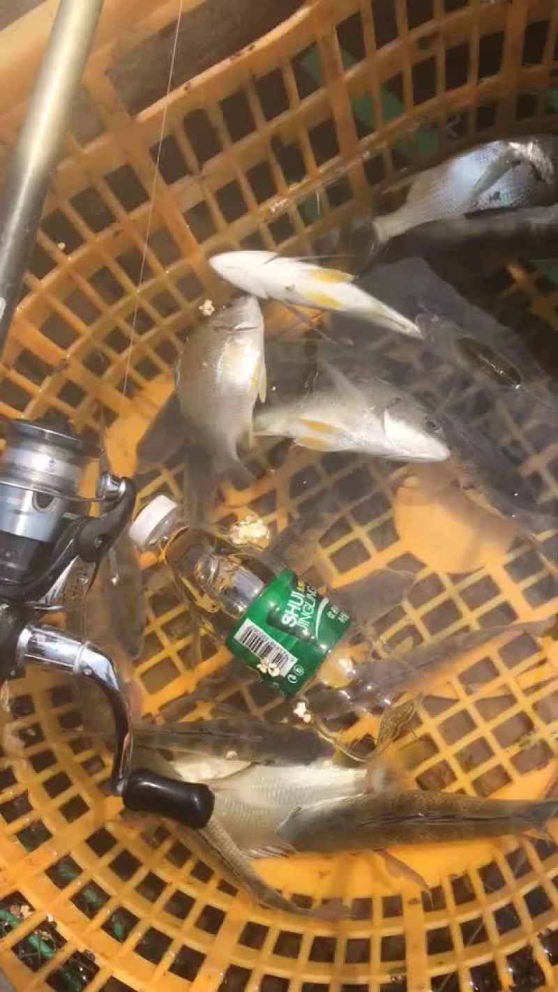 黄翅鱼