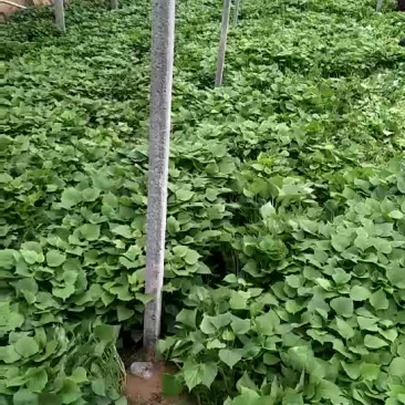 西瓜红红薯苗15~25cm