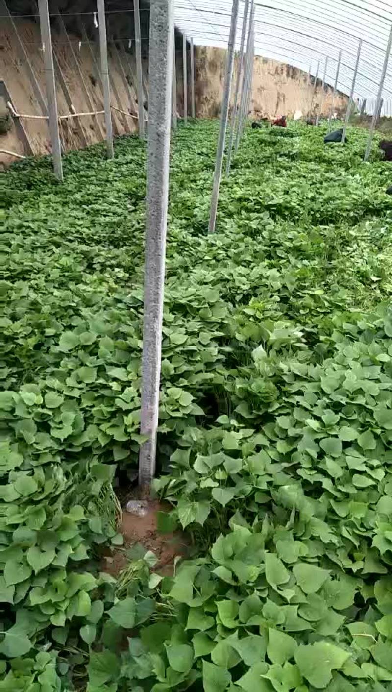 西瓜红红薯苗15~25cm