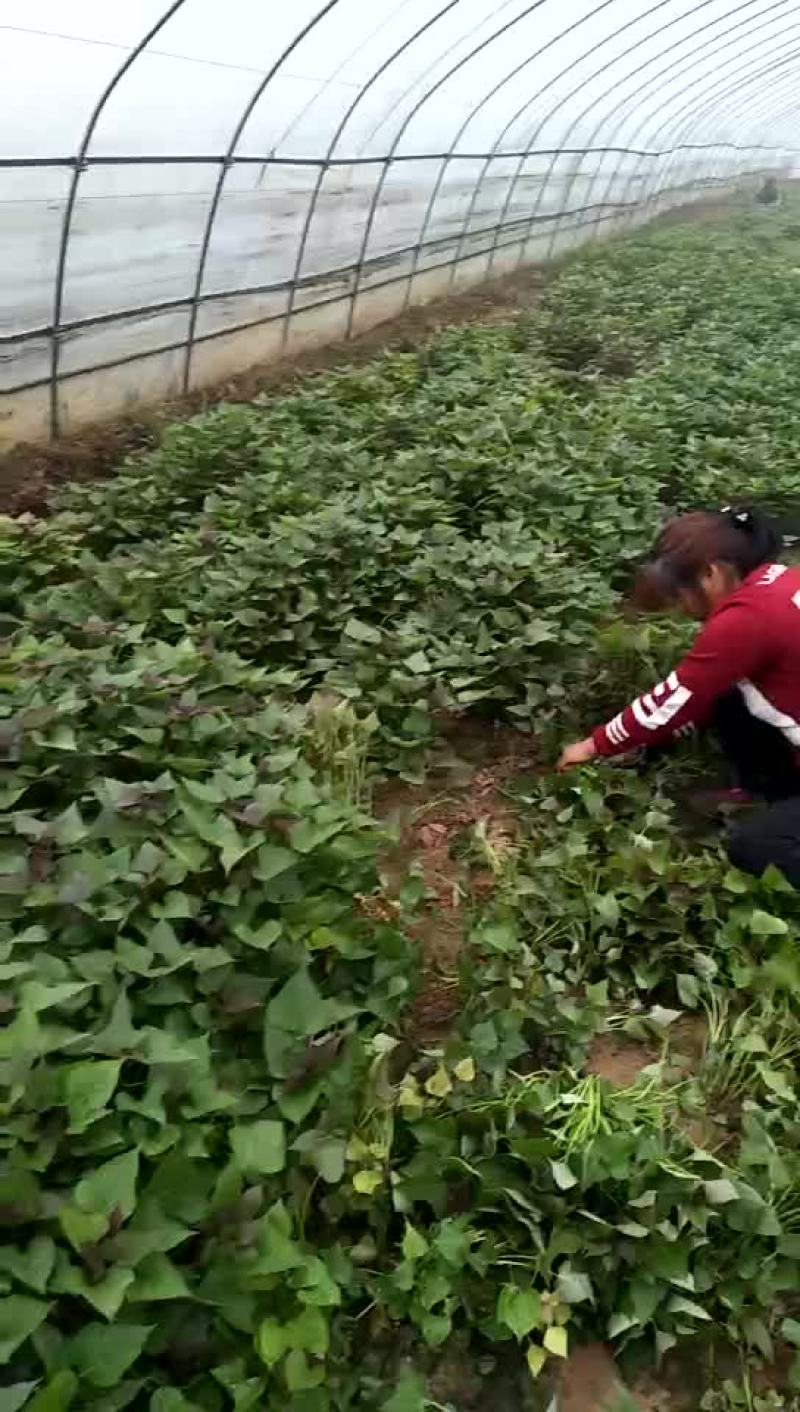 龙薯九号红薯苗15~25cm