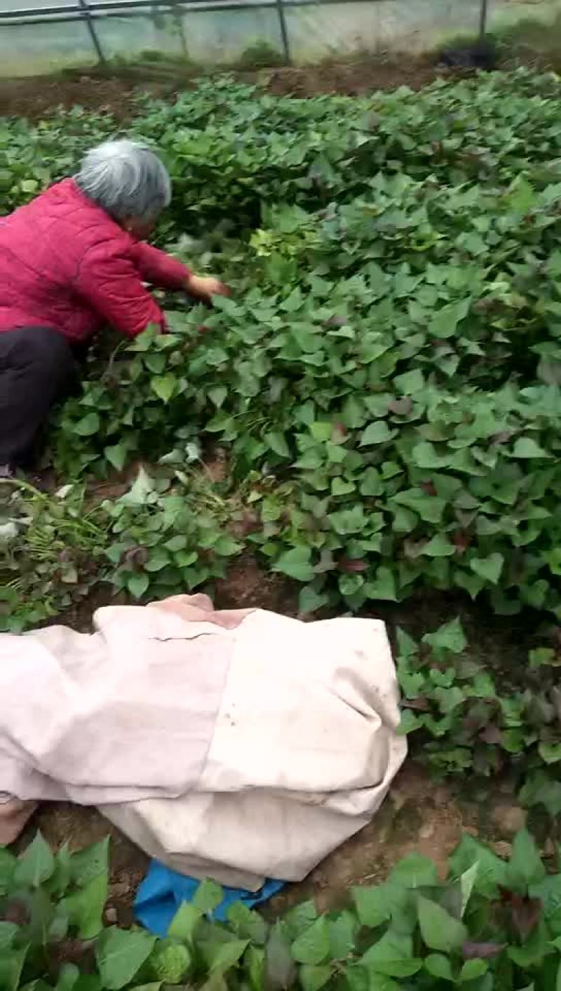 龙薯九号红薯苗15~25cm