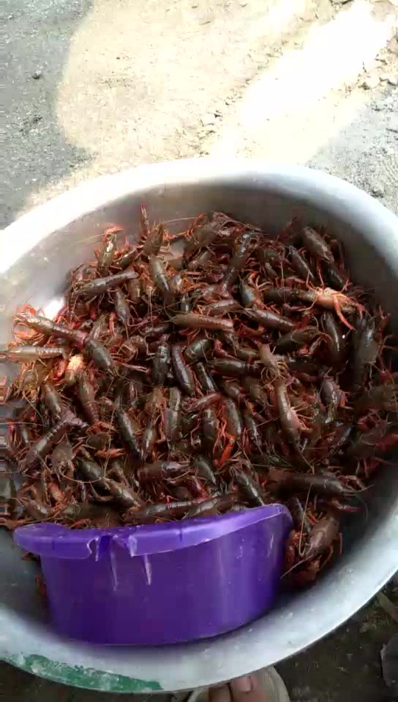 龙虾26~30只/kg
