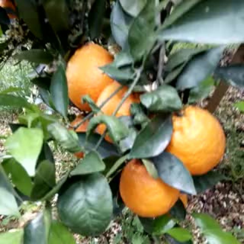 黄果柑5.5~6cm
