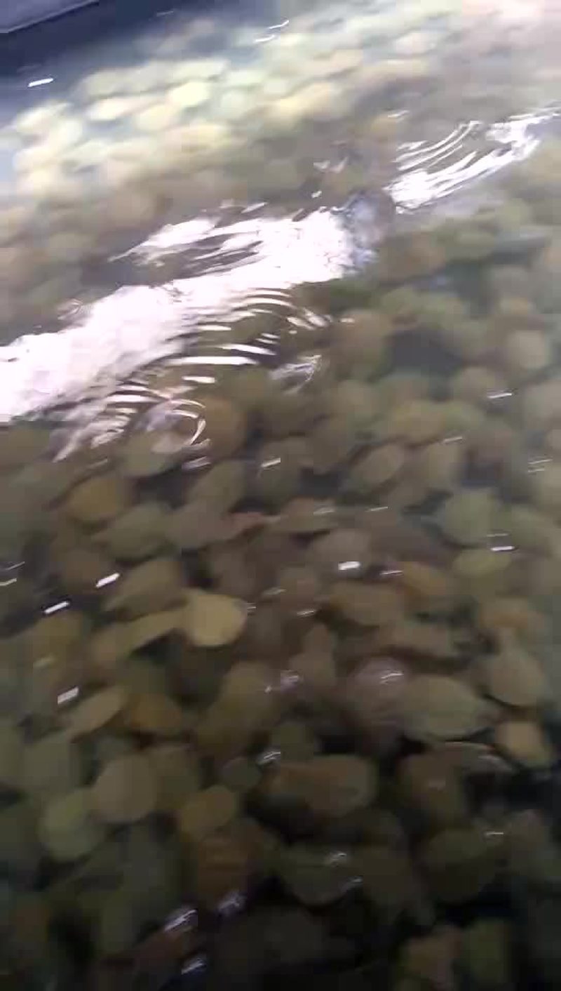 甲鱼苗鱼苗