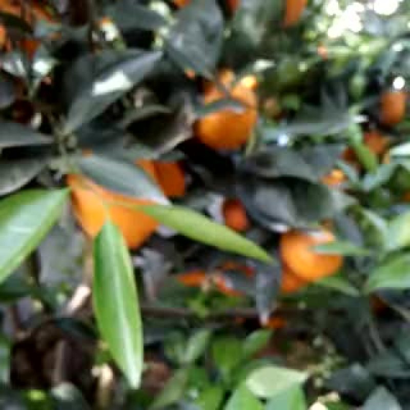 黄果柑5~5.5cm