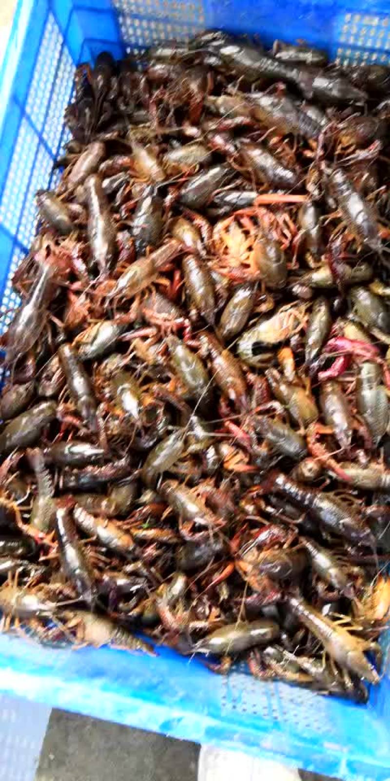 小龙虾食用4-6钱（20-30克）活虾小龙虾主养