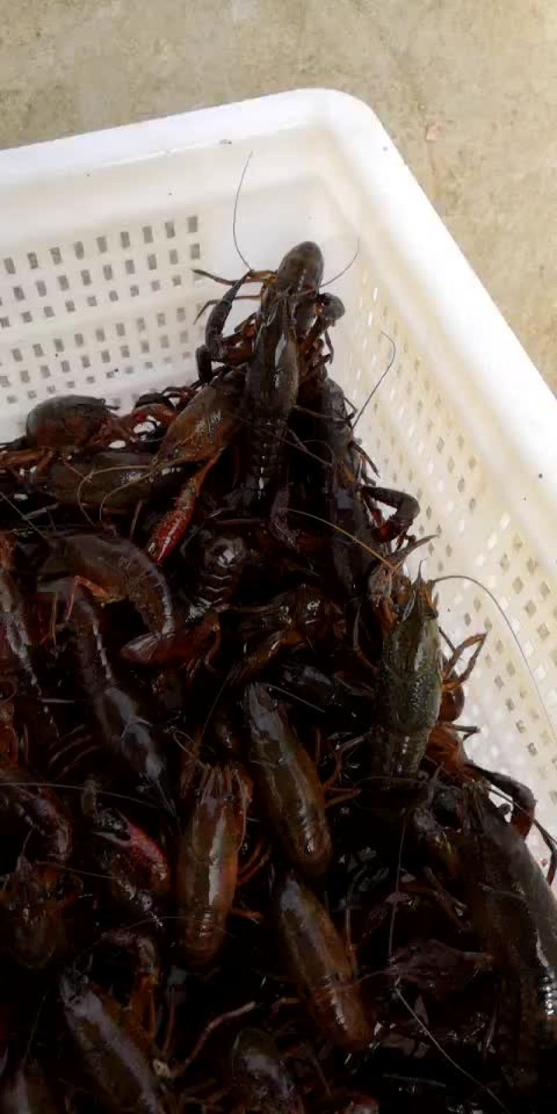 小龙虾食用4-6钱（20-30克）活虾小龙虾主养