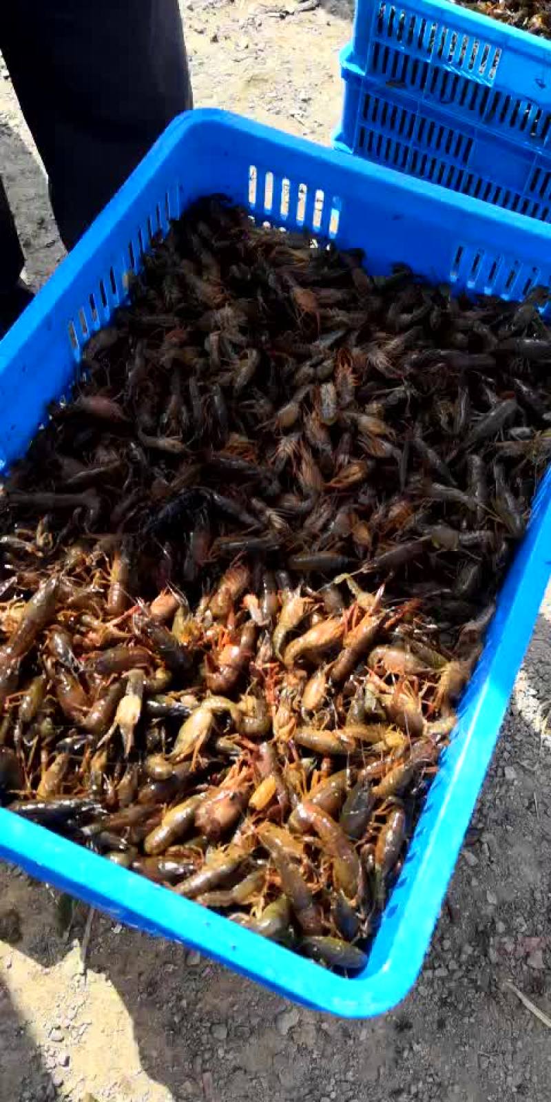 小龙虾食用4-6钱（20-30克）活虾小龙虾主养