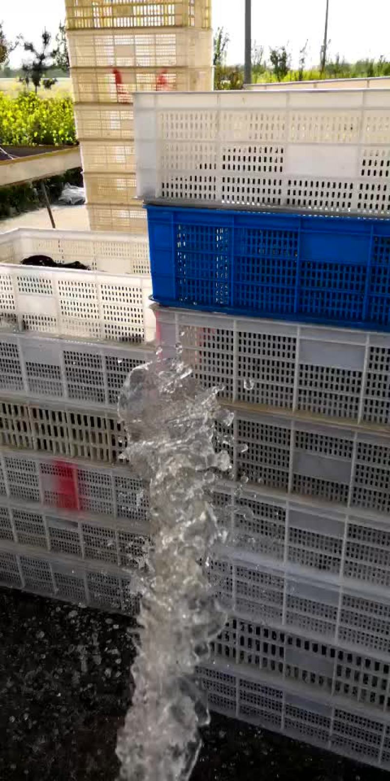 小龙虾食用4-6钱（20-30克）活虾小龙虾主养
