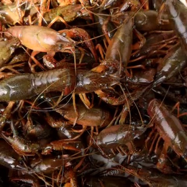 小龙虾食用4-6钱（20-30克）活虾小龙虾主养