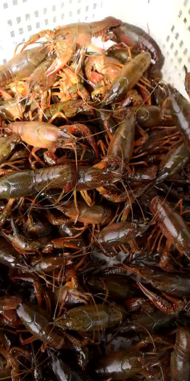 小龙虾食用4-6钱（20-30克）活虾小龙虾主养