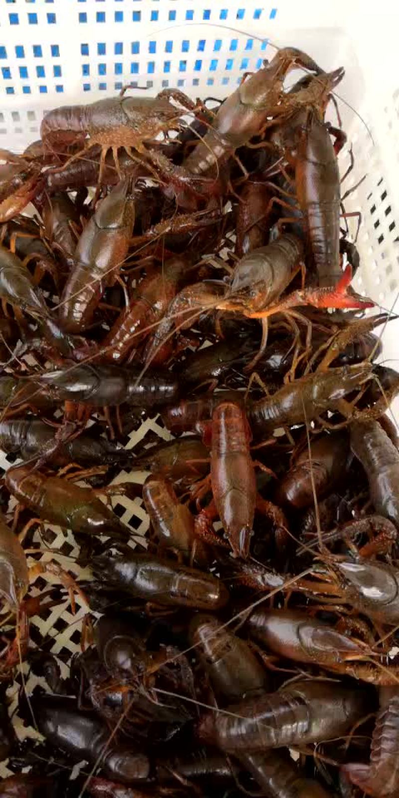 小龙虾食用4-6钱（20-30克）活虾小龙虾主养