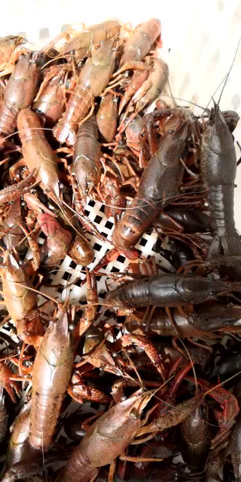 小龙虾食用4-6钱（20-30克）活虾小龙虾主养
